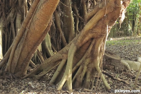 Tree Roots